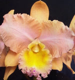 ORCHID Plant Blc Chelsey Nakanishi 2 in pot seedling Orchids