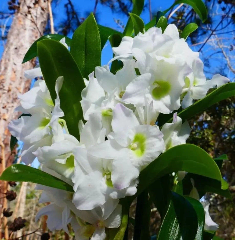 White Dendrobium nobile orchid cluster with green leaves