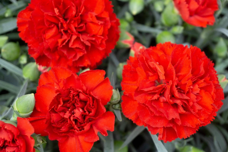 50 SCARLET RED CARNATION Dianthus Caryophyllus Flower Seeds *Flat S/H Carnation