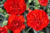 50 SCARLET RED CARNATION Dianthus Caryophyllus Flower Seeds *Flat S/H Carnation
