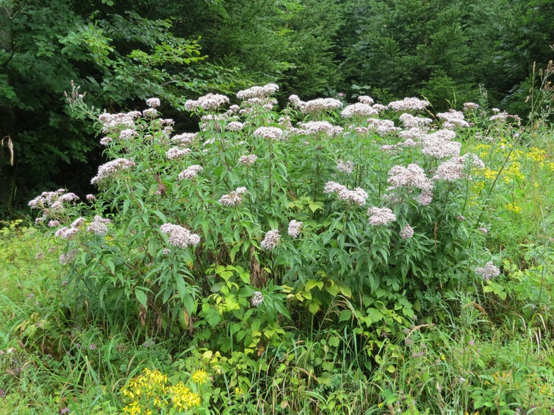 300 Common Boneset Seeds - Eupatorium perfoliatum - None-GMO Medicinal Herb Garden Plants