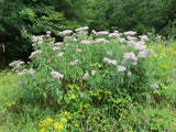 300 Common Boneset Seeds - Eupatorium perfoliatum - None-GMO Medicinal Herb Garden Plants