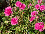 100 PINK PORTULACA Grandiflora / MOSS ROSE Flower Seeds *Flat S/H Flowering Plants