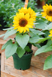 30 INCREDIBLE DWARF SUNFLOWER Helianthus Annuus Flower Seeds Sunflower