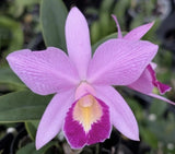 Cattleya QF Keala (C. QF Hazel Kealoha _ C. nobilior) Orchid Seedling Orchids