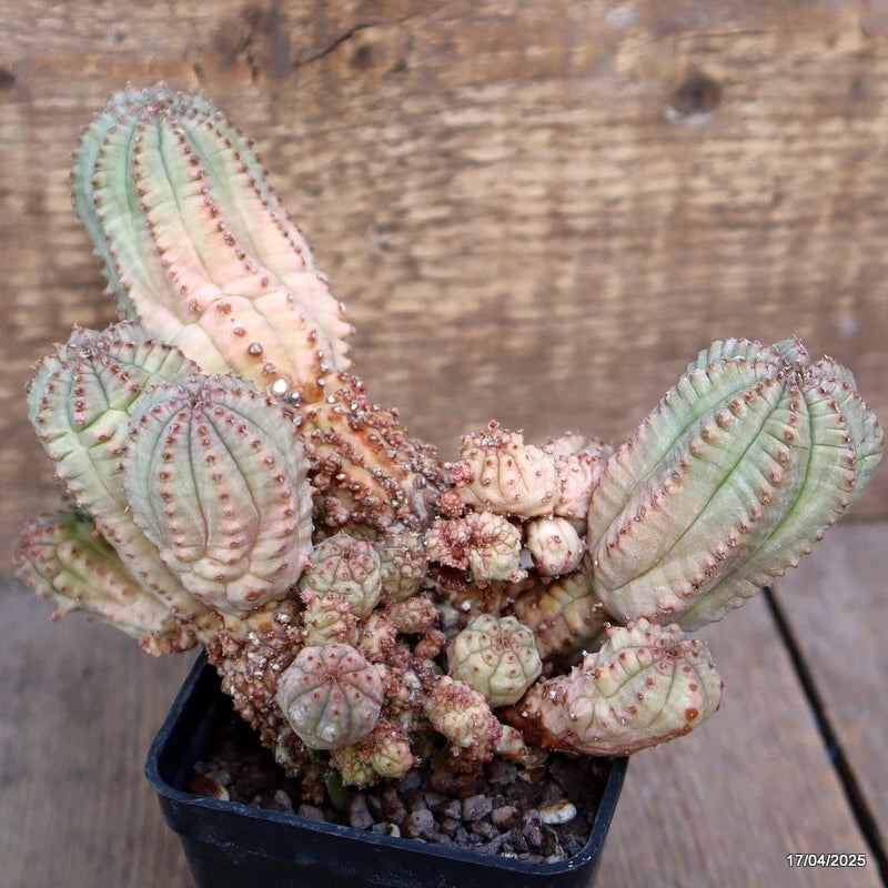 Pale green Euphorbia cactus with ridged stems and pink-red dots in black pot