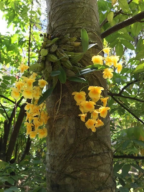 Orchid Plants Dendrobium Aggregatum Majus orchid species Orchids