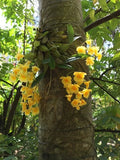 Orchid Plants Dendrobium Aggregatum Majus orchid species Orchids
