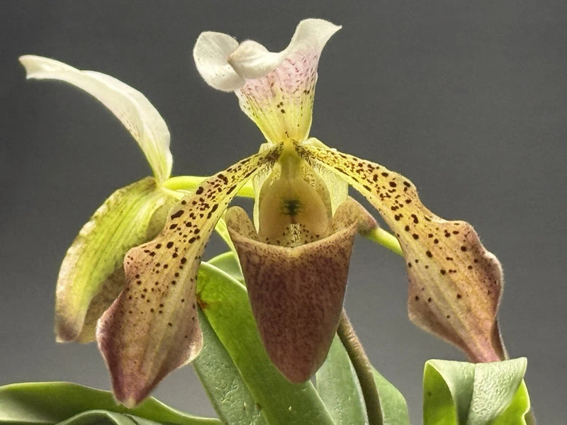 Speckled yellow orchid bloom with brown pouch, green leaves on a plant.