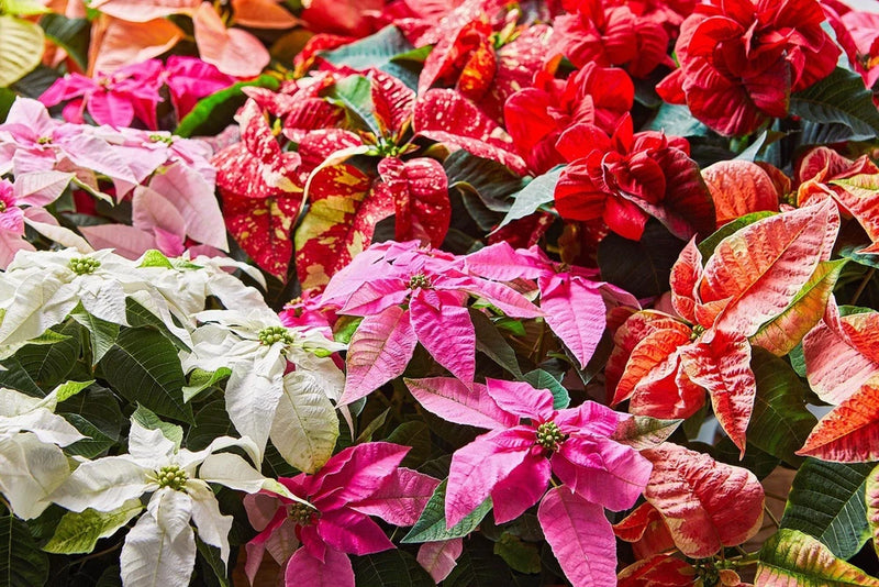 Poinsettia plant with red, pink, and white blossoms and green leaves