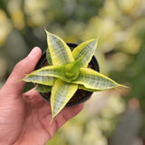 Sansevieria Cordova Variegated Rare Uniqe Snake Plant Green Plant
