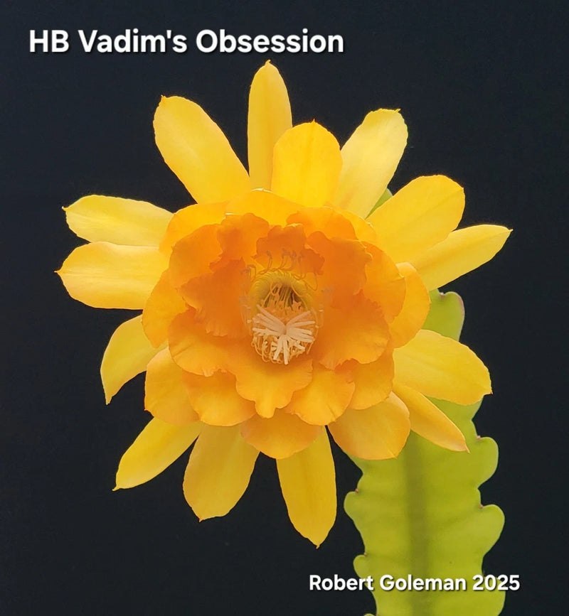 Orchid cactus unrooted cutting with large yellow bloom and green stem