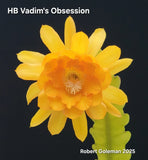 Epiphyllum 'HB Vadim's Obsession' Unrooted Cutting - Rare Orchid Cactus Orchids