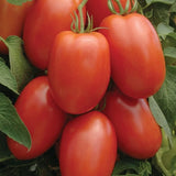 Tomato Roma Great Heirloom Garden Vegetable By Seed Kingdom 6,000 Seeds Garden Plants