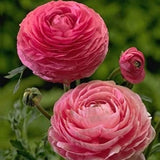 Pretty Imported  Ranunculus Flower Bulbs Pink Pack of 2bulbs Ranunculus