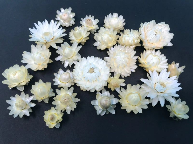Pack of dried white strawflowers, assorted clustered blooms for crafting