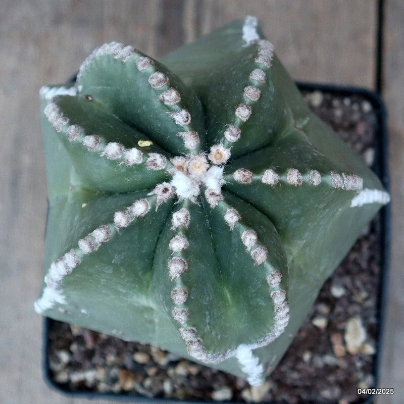 D1939 ASTROPHYTUM MYRIOSTIGMA NUDUM OLD pot14-H20-W14 cm MaMa Cactus Green Plant