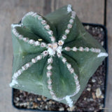 D1939 ASTROPHYTUM MYRIOSTIGMA NUDUM OLD pot14-H20-W14 cm MaMa Cactus Green Plant