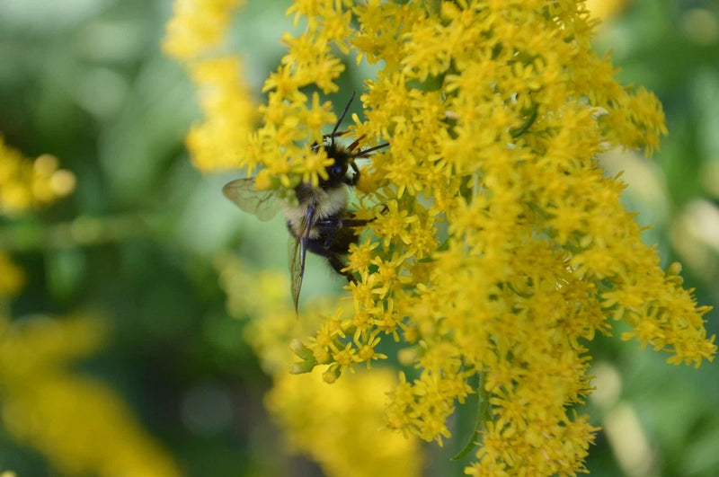 Wrinkleleaf Goldenrod Seeds/1/4 teaspoon +/Solidago Ruguso/Native US Plant Flowering Plants