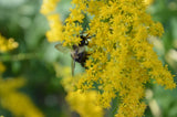 Wrinkleleaf Goldenrod Seeds/1/4 teaspoon +/Solidago Ruguso/Native US Plant Flowering Plants
