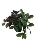New IKEA FEJKA Artificial Potted Plant Jewel Orchid 9 cm (3 _ ") 406.008.68 Green Plant