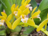 Orchid Flask --Cymbidium Finlaysoniamum Lindl Var Orchids