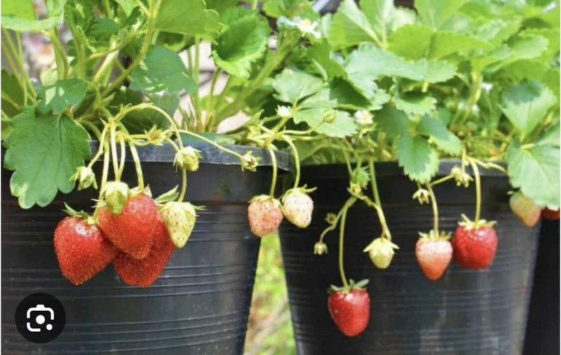 Potted strawberry plant with red berries on green stems