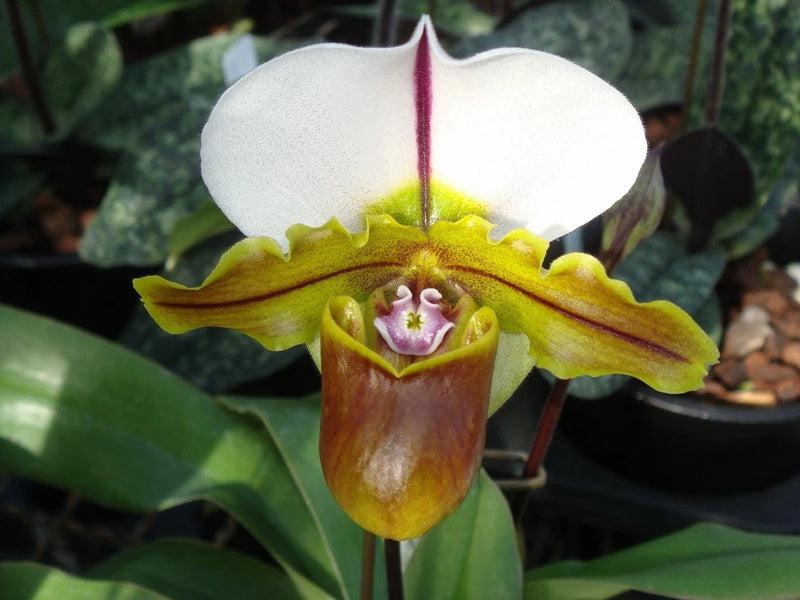 Blooming Paphiopedilum orchid with white petals, yellow-green leaves, and purple center lip
