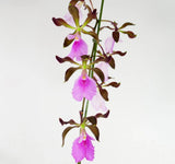 Pink and purple orchid blooms on slender green stem, with brown tipped petals