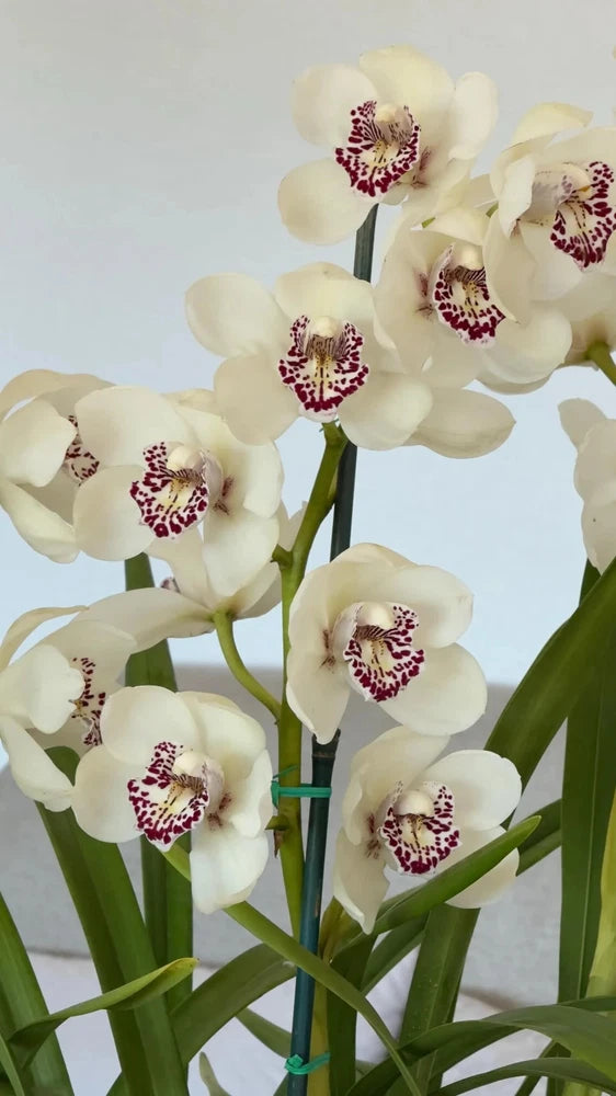 White cymbidium orchid stems with layered petals and burgundy speckled centers