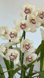 Cymbidium Barrita Ridge 'Summer' ~ 1 1/2 Gallon Pot Orchids