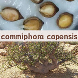 commiphora capensis seeds10/20/50PCS Green Plant
