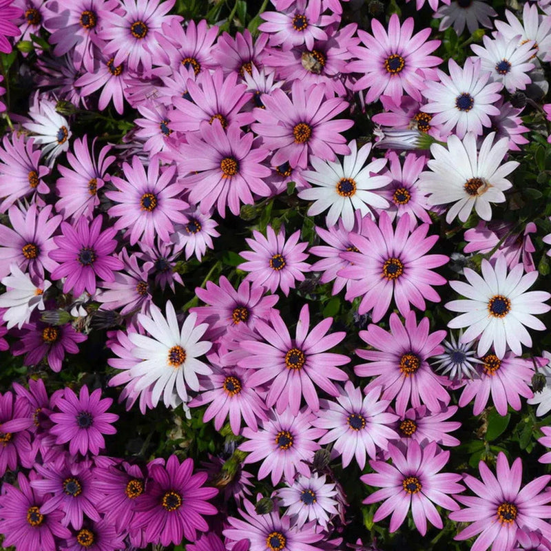 100 Cape Daisy Flower Seeds Mixed Colors, Purple, Pink, Wh, Osteospermum eklonis Garden Plants