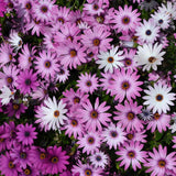 100 Cape Daisy Flower Seeds Mixed Colors, Purple, Pink, Wh, Osteospermum eklonis Garden Plants