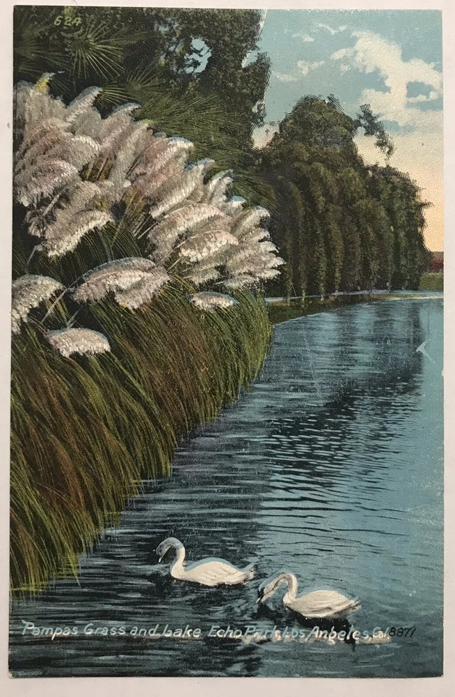 Los Angeles California Pampas Grass And Lake Echo Vintage Postcard Pampas Grass