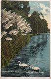 Los Angeles California Pampas Grass And Lake Echo Vintage Postcard Pampas Grass