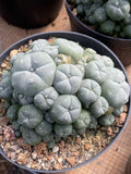 RareCactus Cluster LW succulent plants SelfRooted Boutique Garden Garden Plants