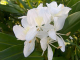 Medicinal Fragrant Ginger Butterfly Hedychium Coronarium 1 Live Plant Rhizome Flowering Plants