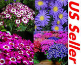 30 PCSÊCineraria Florists Mix Colors Seeds B56, Beautiful Garden Blooming Flower Garden Plants