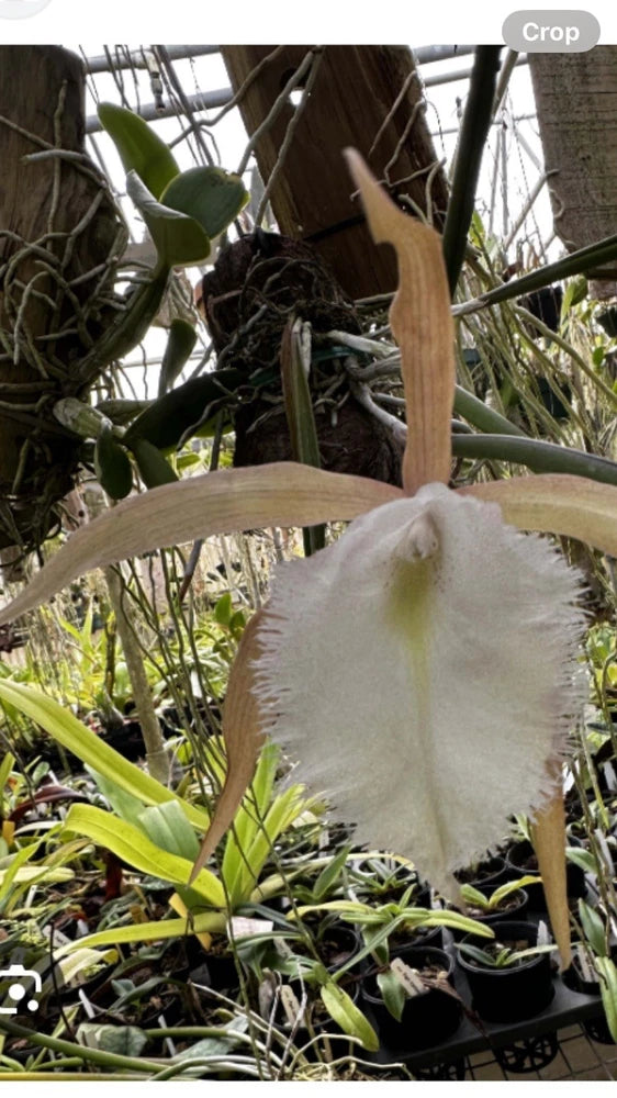 Mounted orchid with large pale fringed bloom and green leaves on bark mount