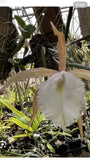 Cattleya Rcv. Brassavola Hybrid Almond Joy ÔSpringwaterÕ Mounted Orchids