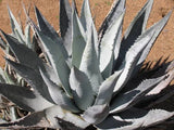 Agave desertii exotic succulent rare cactus seed plant aloe garden pot  30 SEEDS Garden Plants