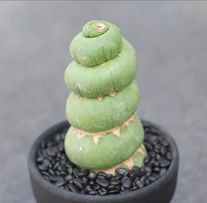 9-10cm 1PCS Live Eulychnia Castanea Beautiful Garden Rare Planting Garden Plants
