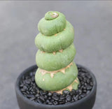 9-10cm 1PCS Live Eulychnia Castanea Beautiful Garden Rare Planting Garden Plants