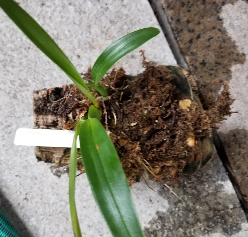 Orchid plant with green leaves in brown bark potting mix