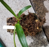 Huge specimen now.Maxillaria densa.RARE species.small whitish clustered flowers Orchids