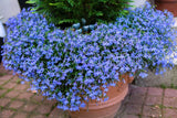 200 CAMBRIDGE BLUE LOBELIA REGATTA Erinus Flower Seeds *Comb S/H Flowering Plants