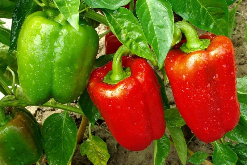 30+ YOLO WONDER PEPPER SEEDS NON-GMO FRESH FOR YOUR GARDEN Garden Plants
