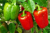 30+ YOLO WONDER PEPPER SEEDS NON-GMO FRESH FOR YOUR GARDEN Garden Plants