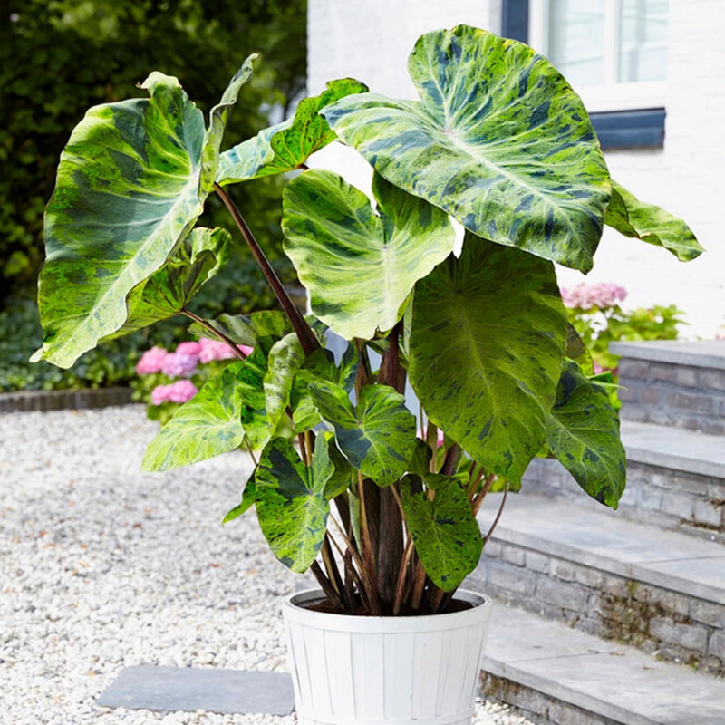 Garden State Bulb Premium Mojito Elephant Ear Bulbs, 7/9  inches, Spring Garden Plants